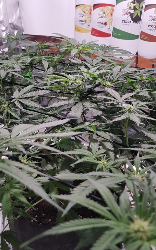GGD Hunted Pheno #1. Week 8