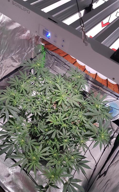 GGD Hunted Pheno #1. Week 8
