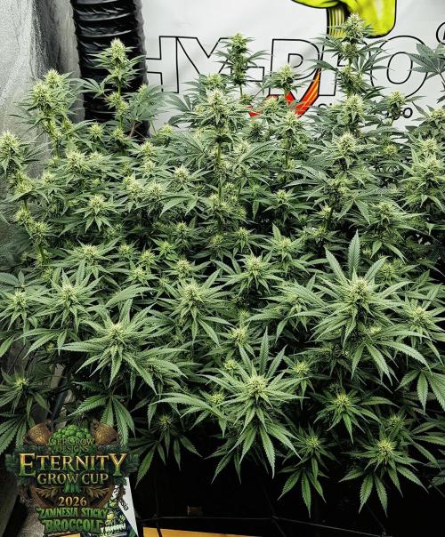 🥦Eternity Grow Cup |GGD. Week 7