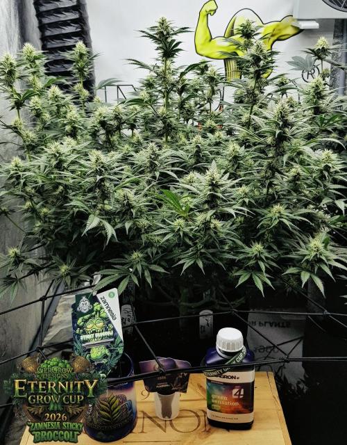 🥦Eternity Grow Cup |GGD. Week 7