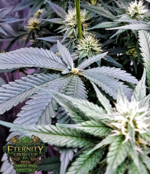 🥦Eternity Grow Cup |GGD. Week 7