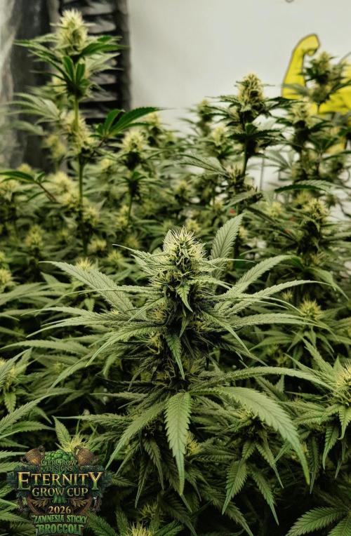 🥦Eternity Grow Cup |GGD. Week 7