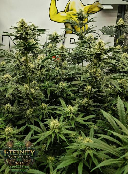 🥦Eternity Grow Cup |GGD. Week 7