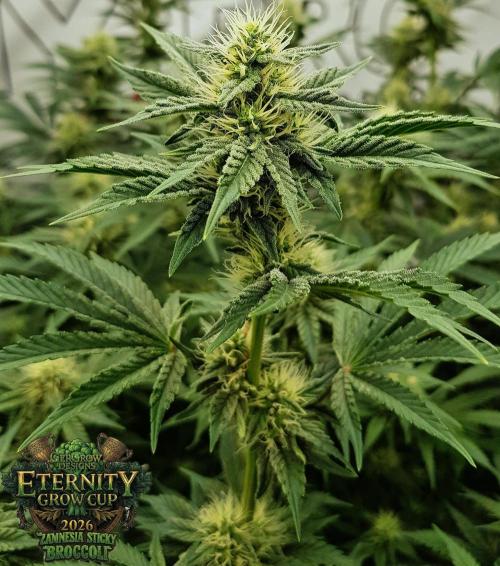 🥦Eternity Grow Cup |GGD. Week 7