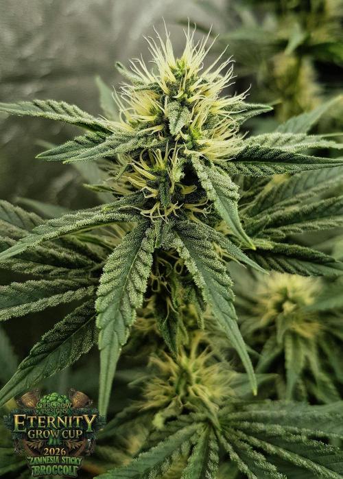 🥦Eternity Grow Cup |GGD. Week 7