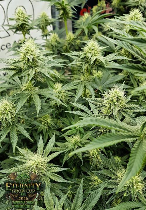 🥦Eternity Grow Cup |GGD. Week 7