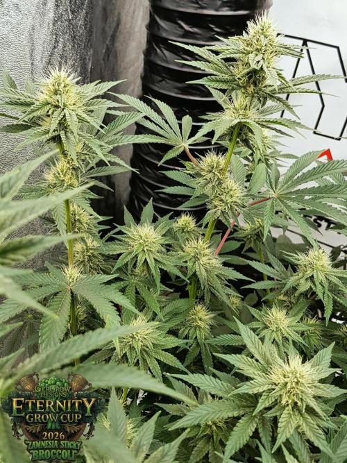 🥦Eternity Grow Cup |GGD. Week 7