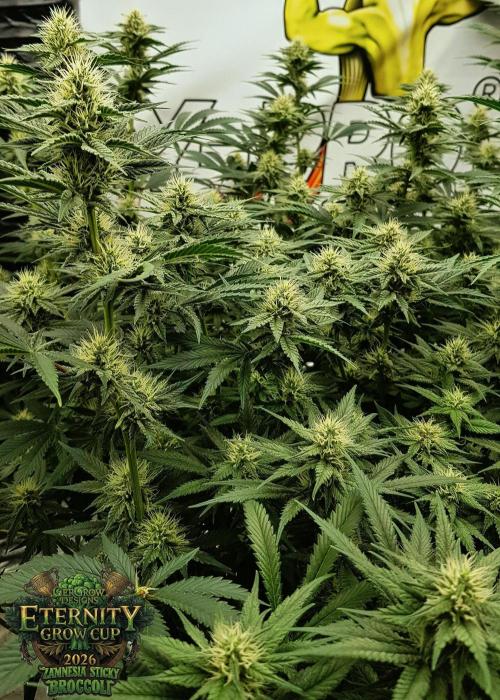 🥦Eternity Grow Cup |GGD. Week 7