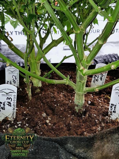 🥦Eternity Grow Cup |GGD. Week 7