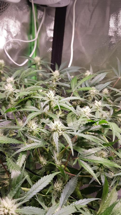 Soda Fusion. Week 7