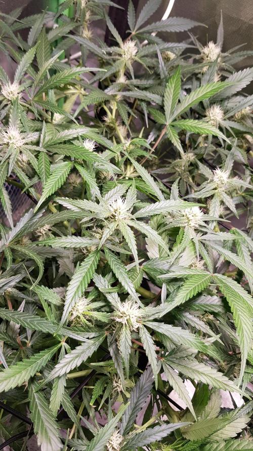 Soda Fusion. Week 7