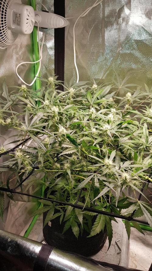 Soda Fusion. Week 7