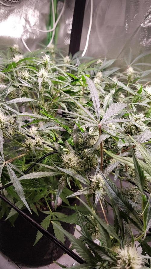 Soda Fusion. Week 7