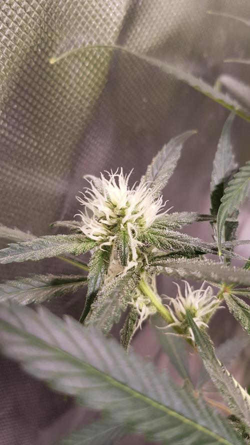 Soda Fusion. Week 7