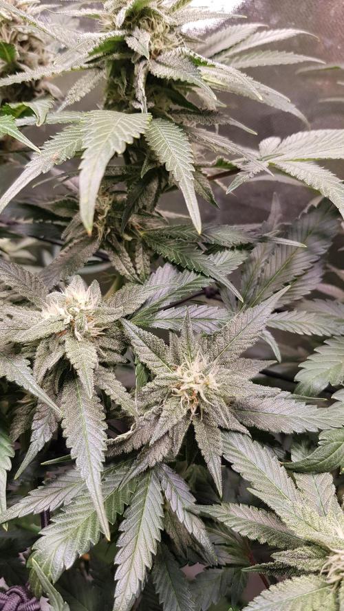 Haze goes Purple. Week 7