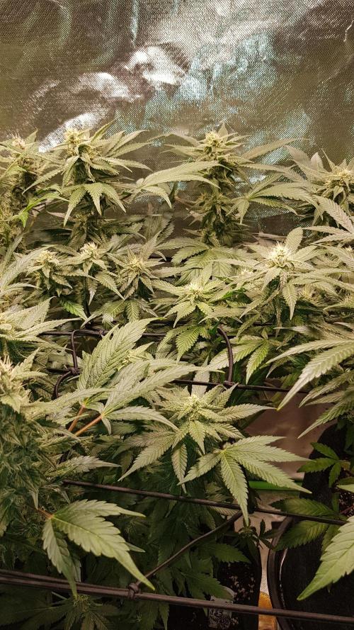 Haze goes Purple. Week 7