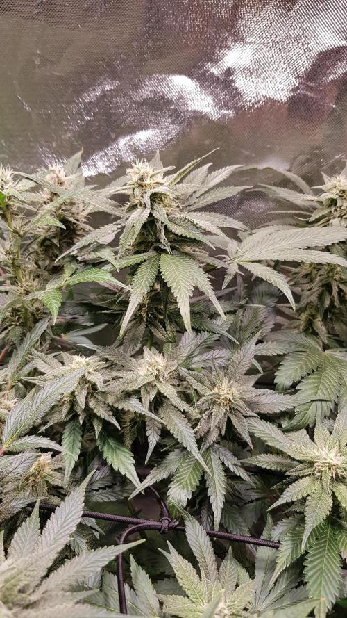 Haze goes Purple. Week 7