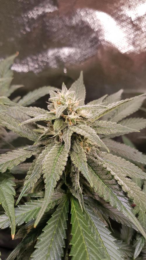 Haze goes Purple. Week 7