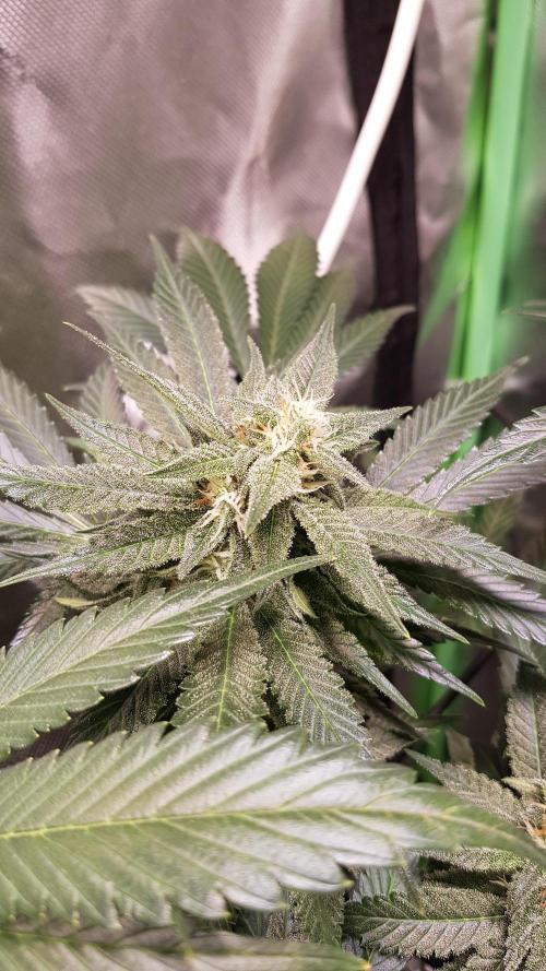 Haze goes Purple. Week 7