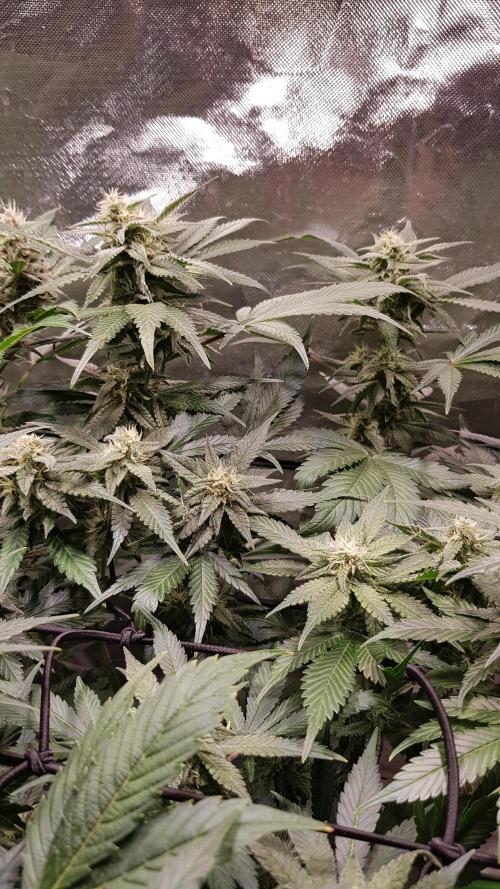 Haze goes Purple. Week 7