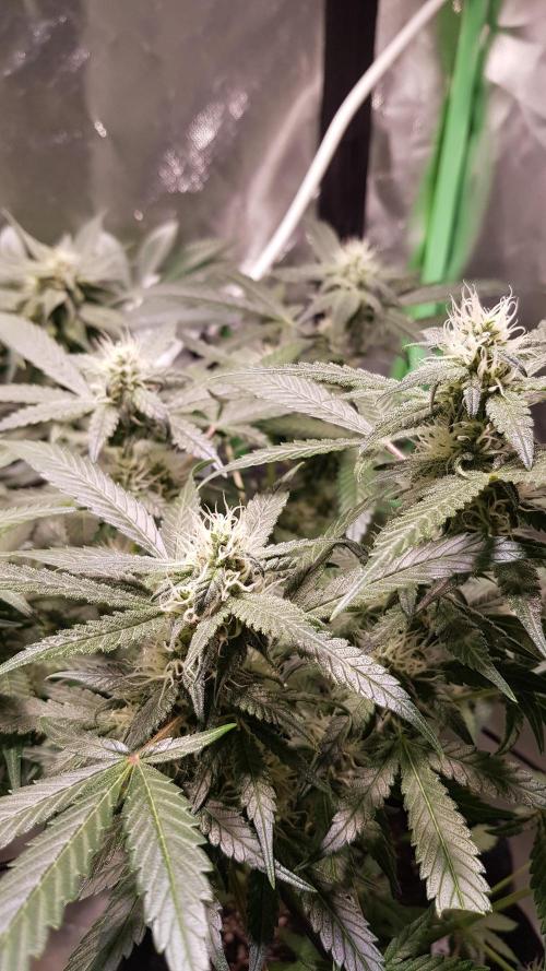 Fruity Cookies. Week 7