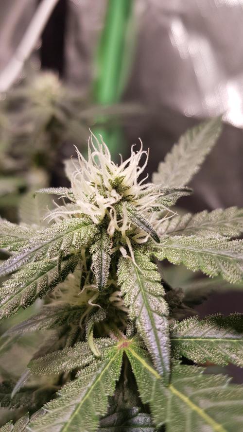 Fruity Cookies. Week 7