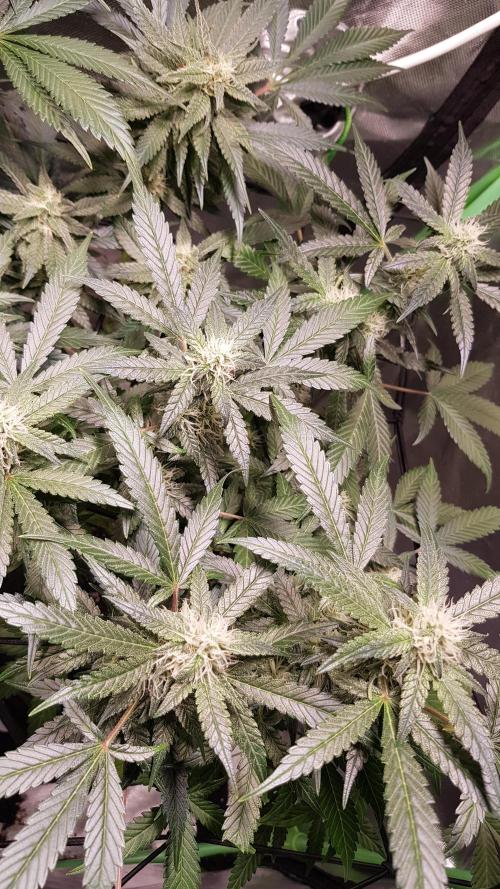 Fruity Cookies. Week 7