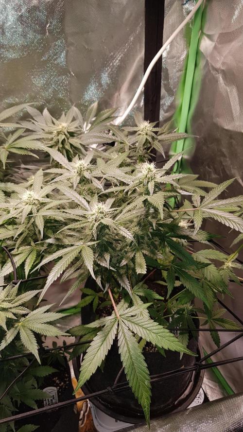 Fruity Cookies. Week 7