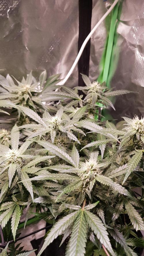 Fruity Cookies. Week 7