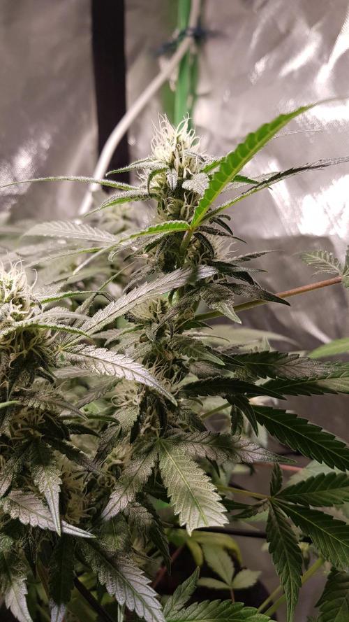 Fruity Cookies. Week 7