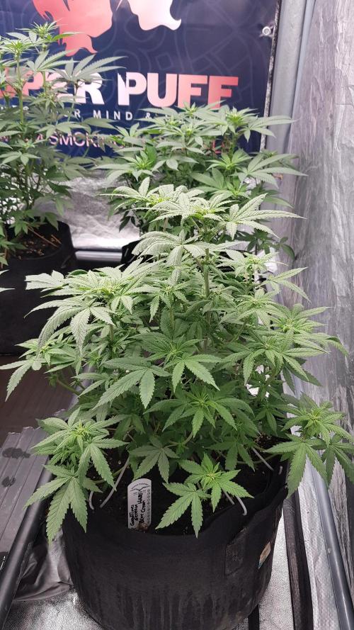Breeding Special. Week 7