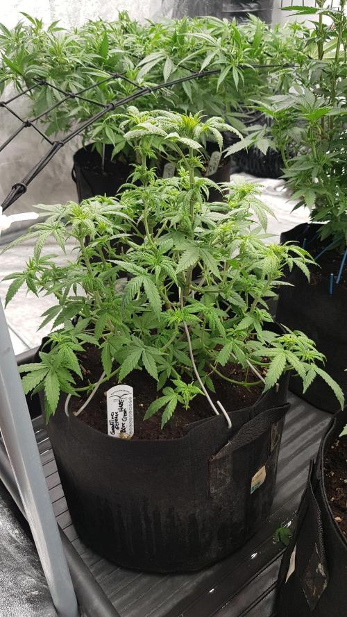 Breeding Special. Week 7
