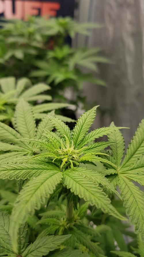 Breeding Special. Week 7