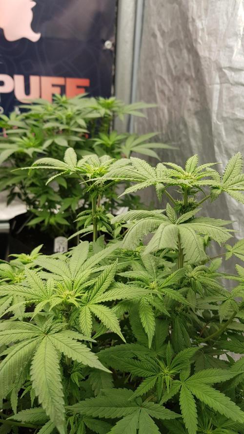 Breeding Special. Week 7