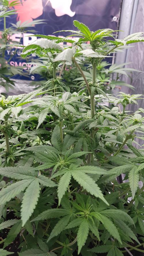 Breeding Special. Week 7