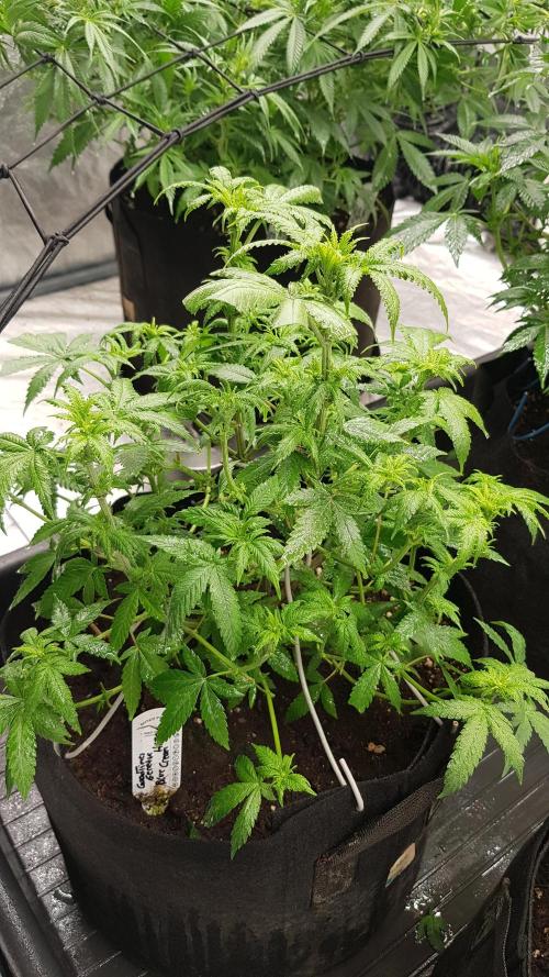 Breeding Special. Week 7