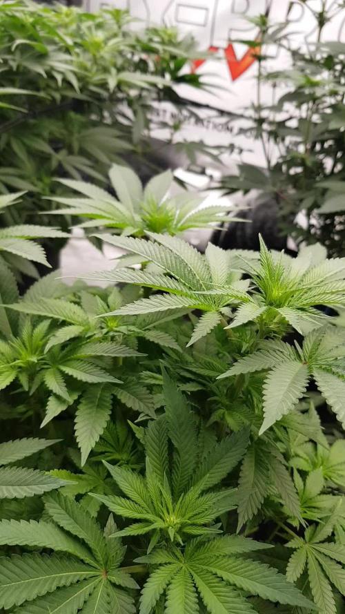 NEW BioBoost Seeds