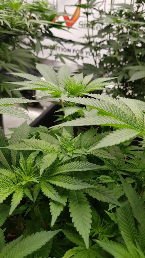 NEW BioBoost Seeds. Week 7