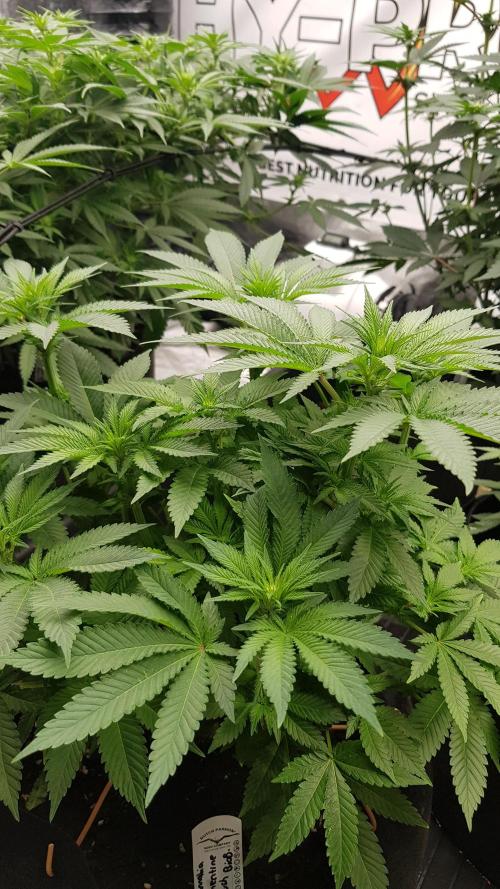 NEW BioBoost Seeds. Week 7