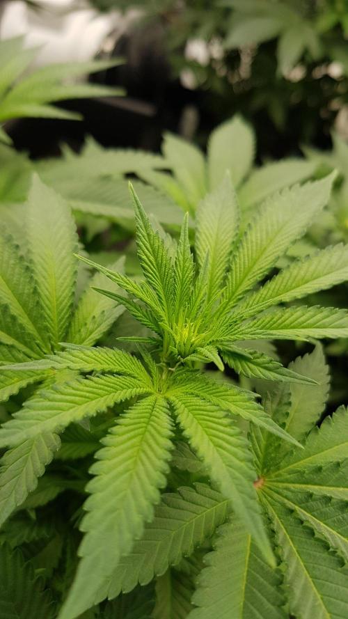 NEW BioBoost Seeds. Week 7