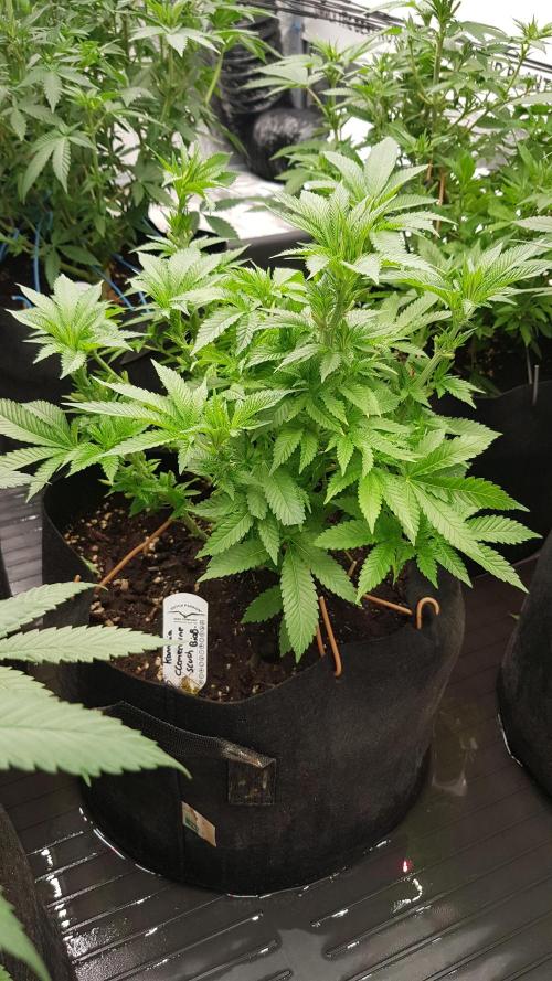 NEW BioBoost Seeds. Week 7