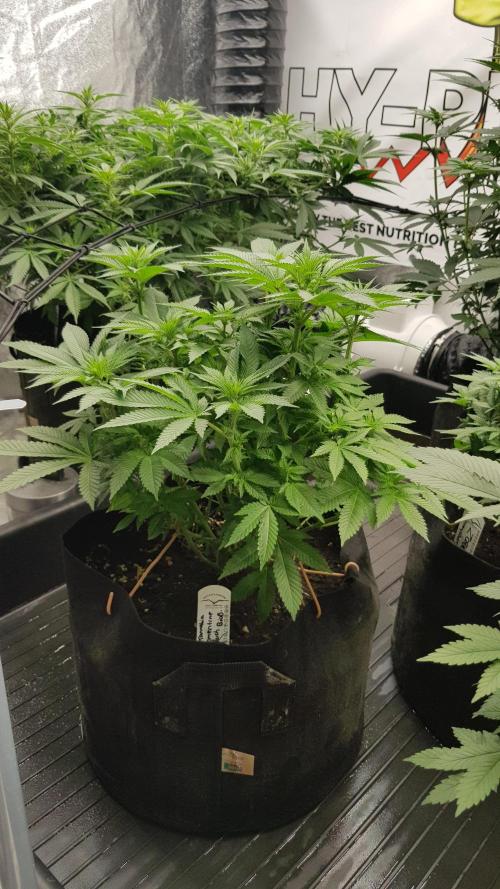 NEW BioBoost Seeds. Week 7