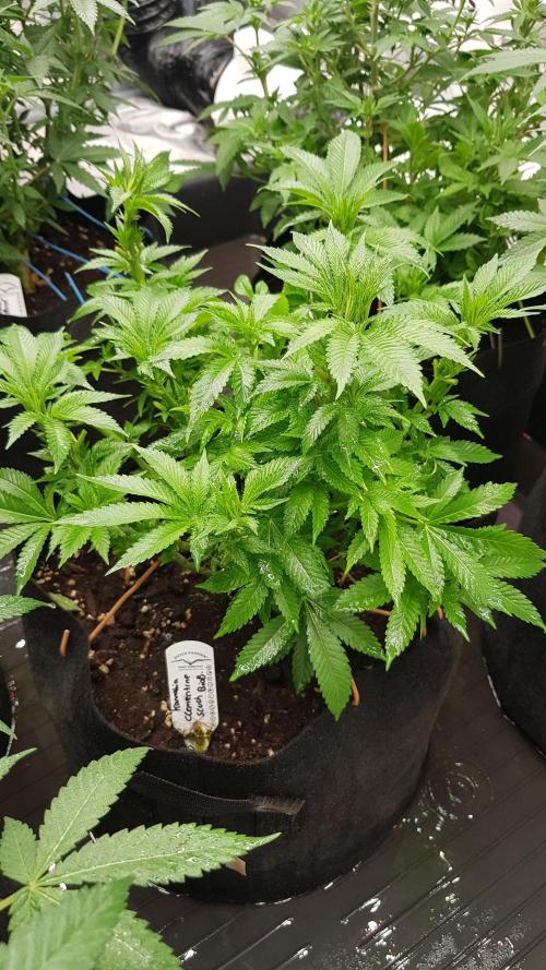 NEW BioBoost Seeds. Week 7