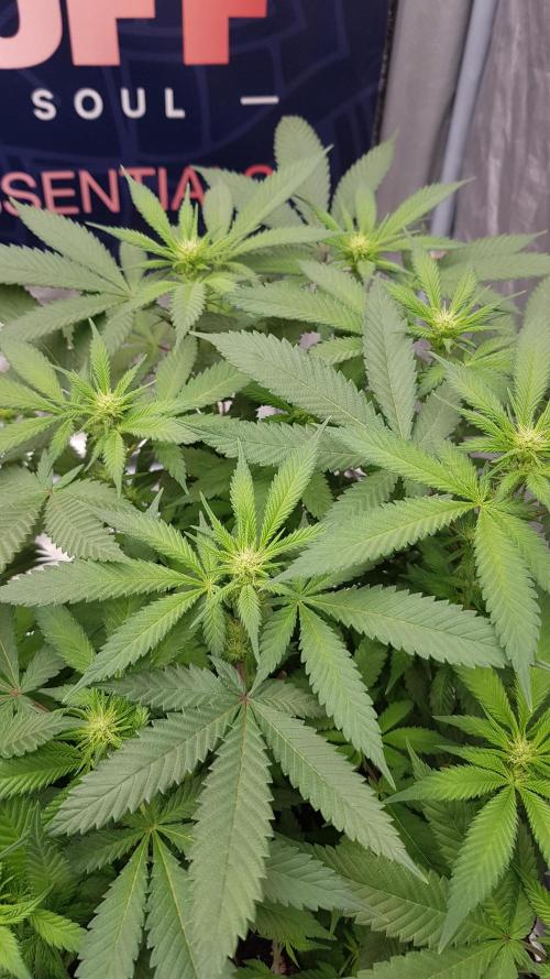 NEW BioBoost Seeds. Week 7