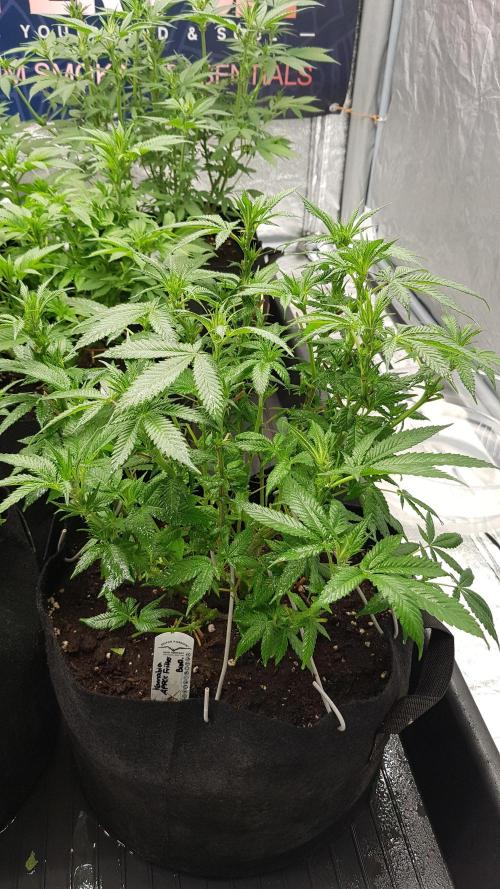 NEW BioBoost Seeds. Week 7