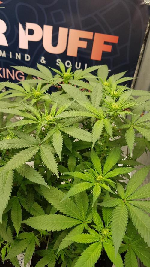 NEW BioBoost Seeds. Week 7