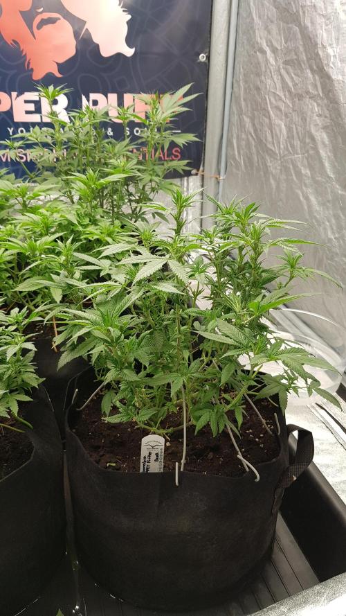 NEW BioBoost Seeds. Week 7