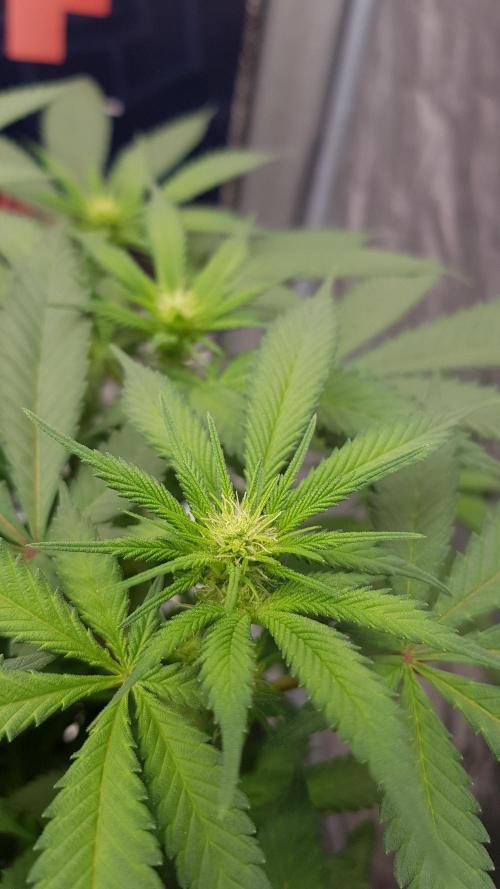 NEW BioBoost Seeds. Week 7