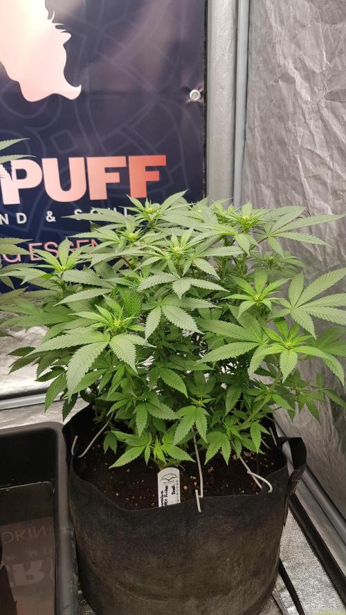 NEW BioBoost Seeds. Week 7