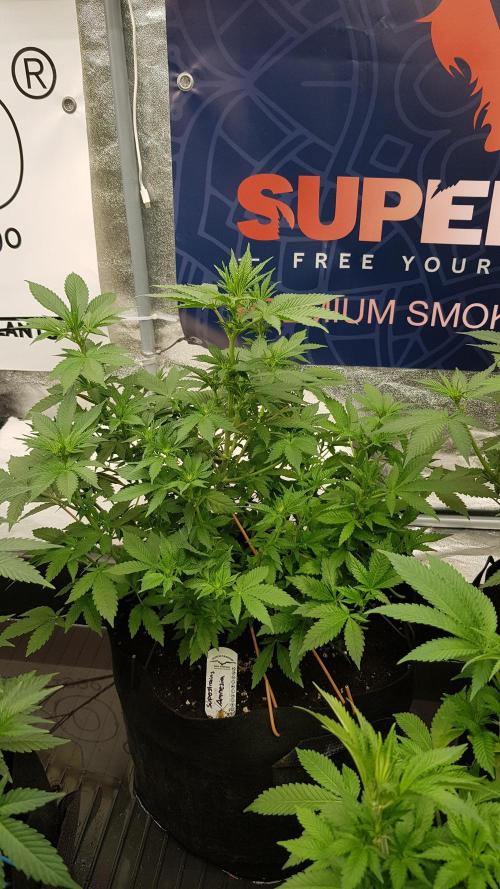Home Of The Amnesia. Week 7